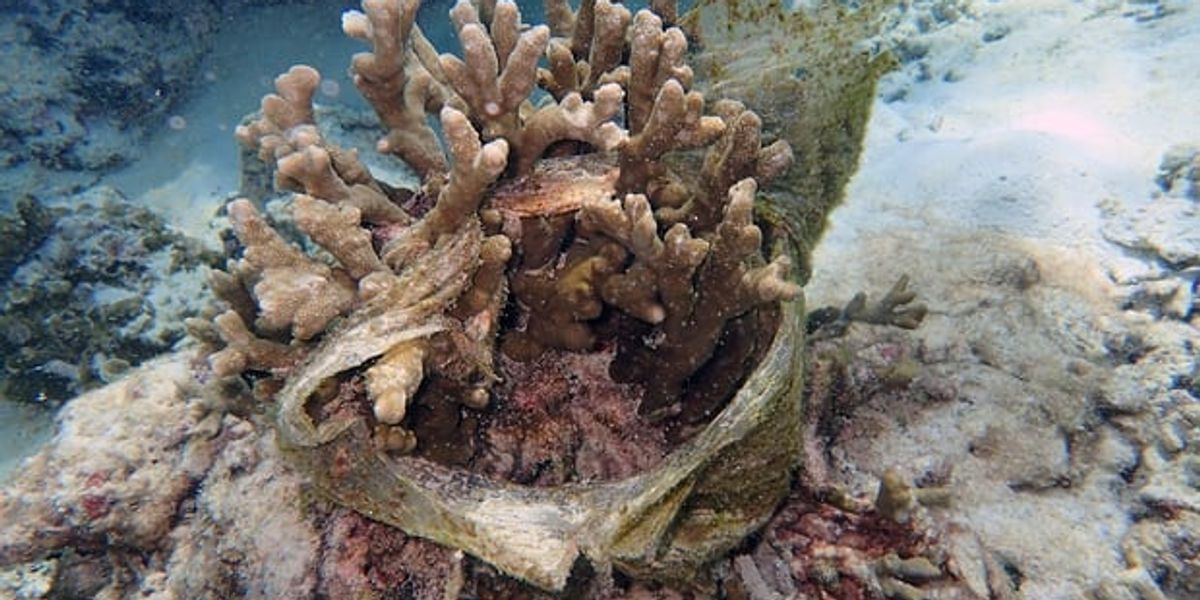 Billions of pieces of plastic on coral reefs send disease soaring, research reveals