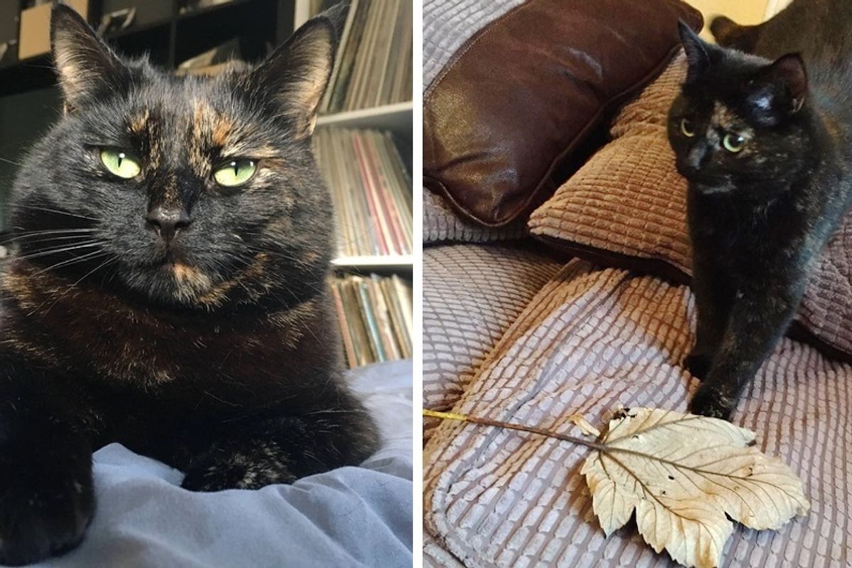 cat brings her human giant leaf every