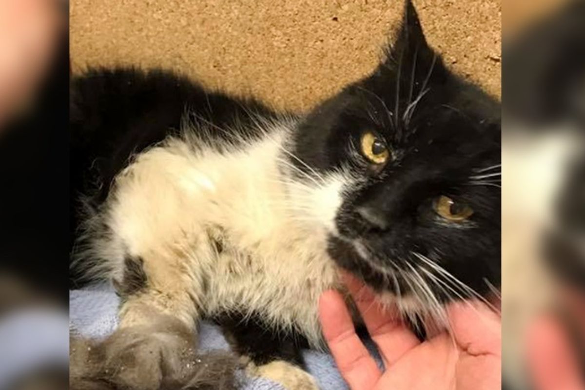 Cat Lived 17 Years In Neglect Finds Someone She Loves and Won't Let Go.