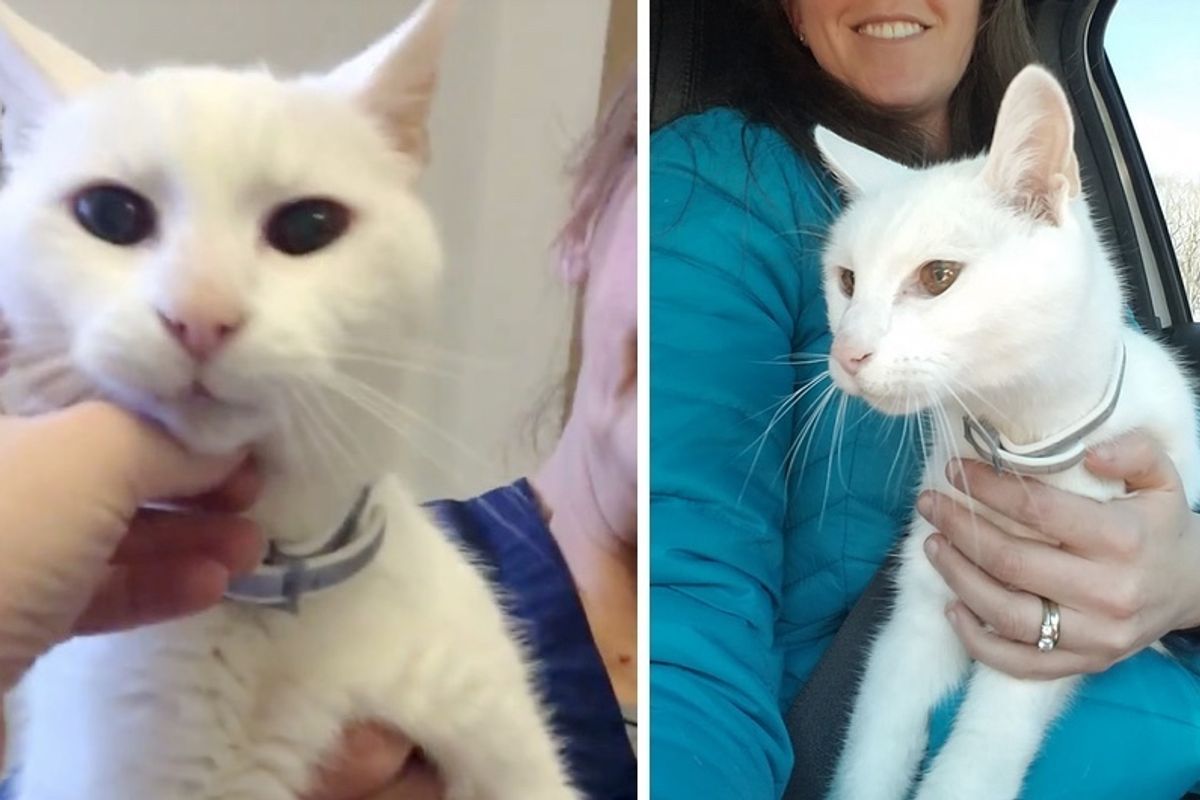 Woman Saw 20-year-old Deaf Cat in Shelter and Couldn't Stand Thinking About Him Spending Another Night There