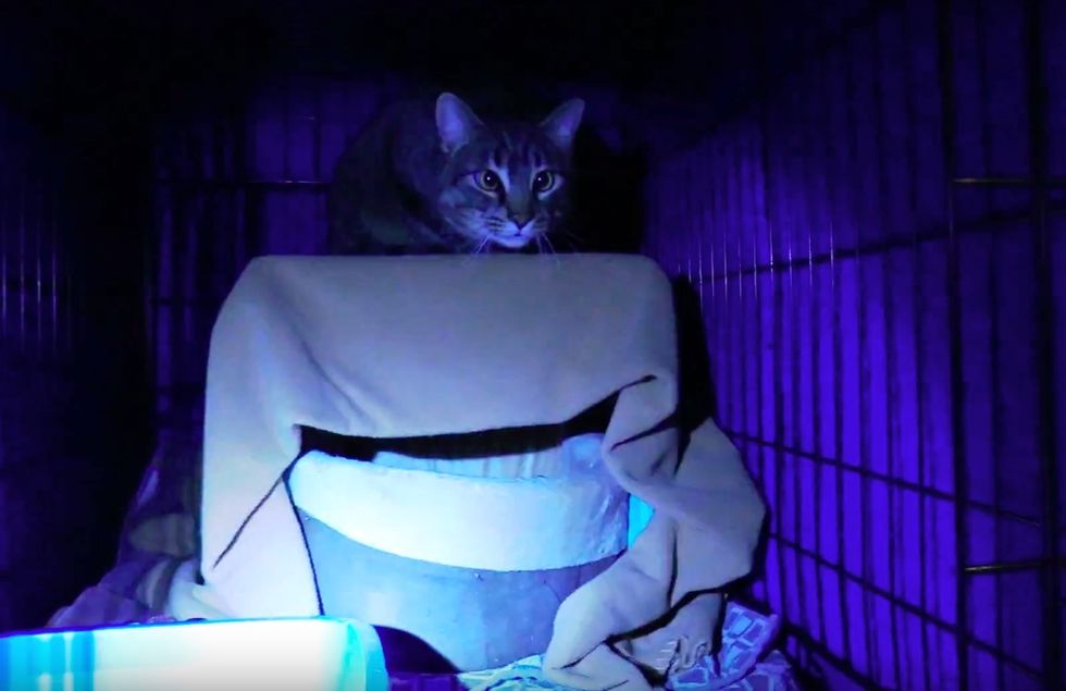 Bonded Cats Found In Freezing Temperatures, a Couple Saves Them Just In