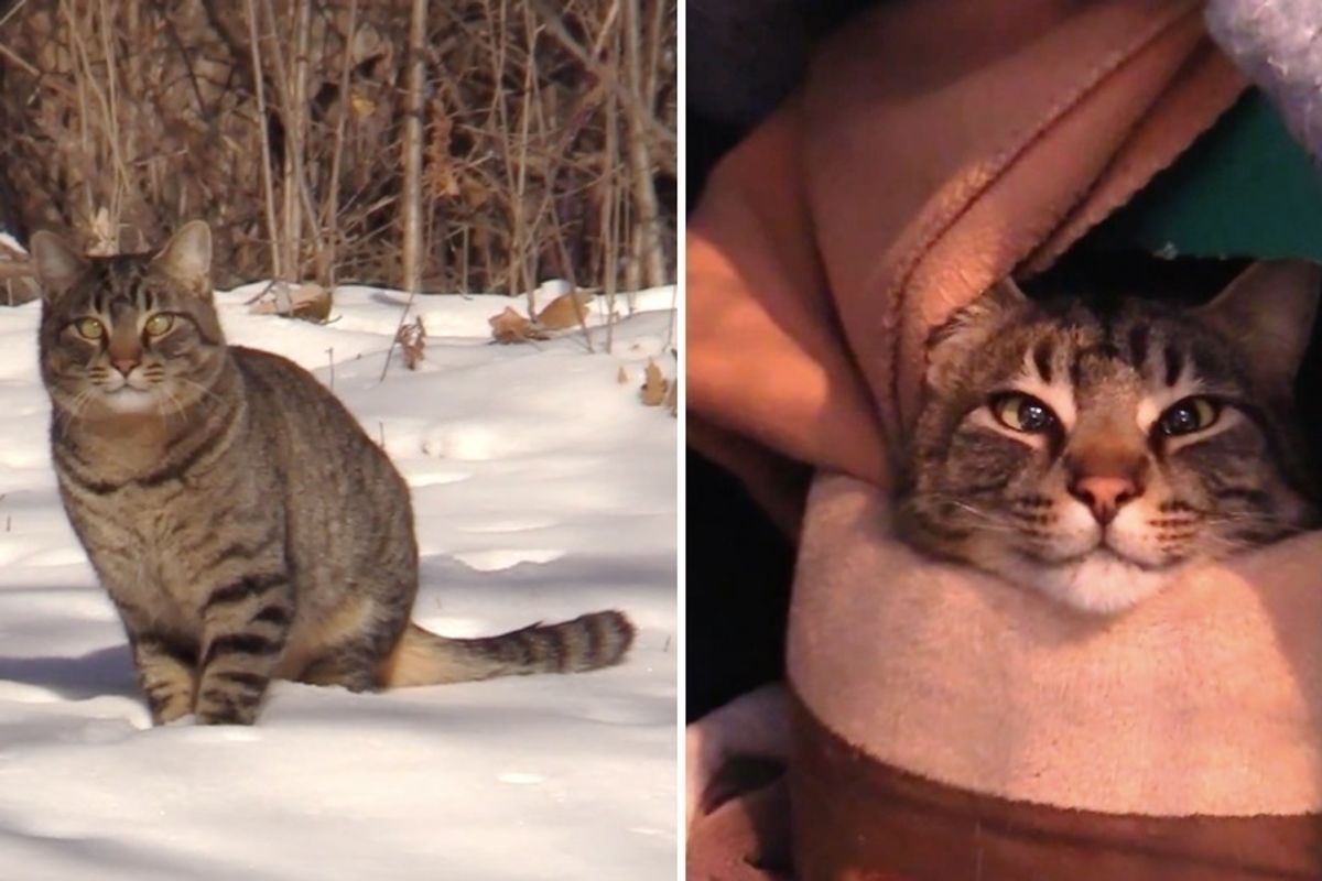 Bonded Cats Found In Freezing Temperatures, a Couple Saves Them Just In Time.