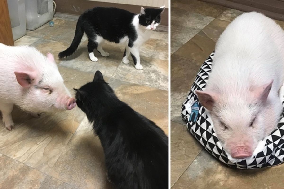 Cats Befriend Rescue Pot-bellied Pig, Now He Thinks He's Part Feline.