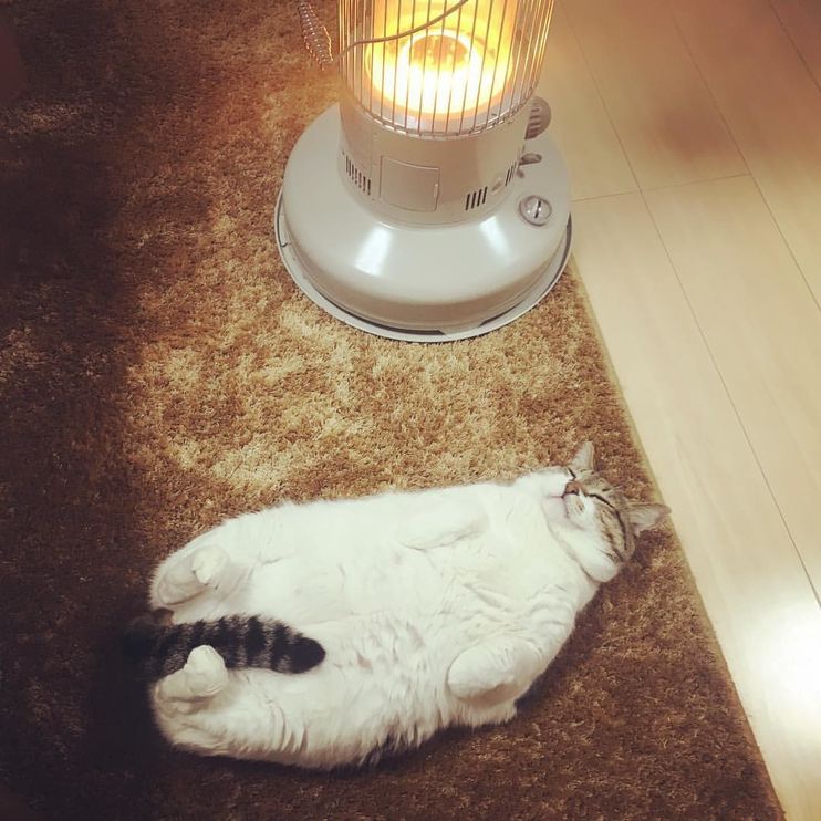 Cat Falls Asleep to Warmth of a Heater Every Day During Winter in These  Adorable Photos. - Love Meow
