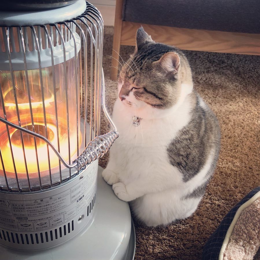 cat and heater