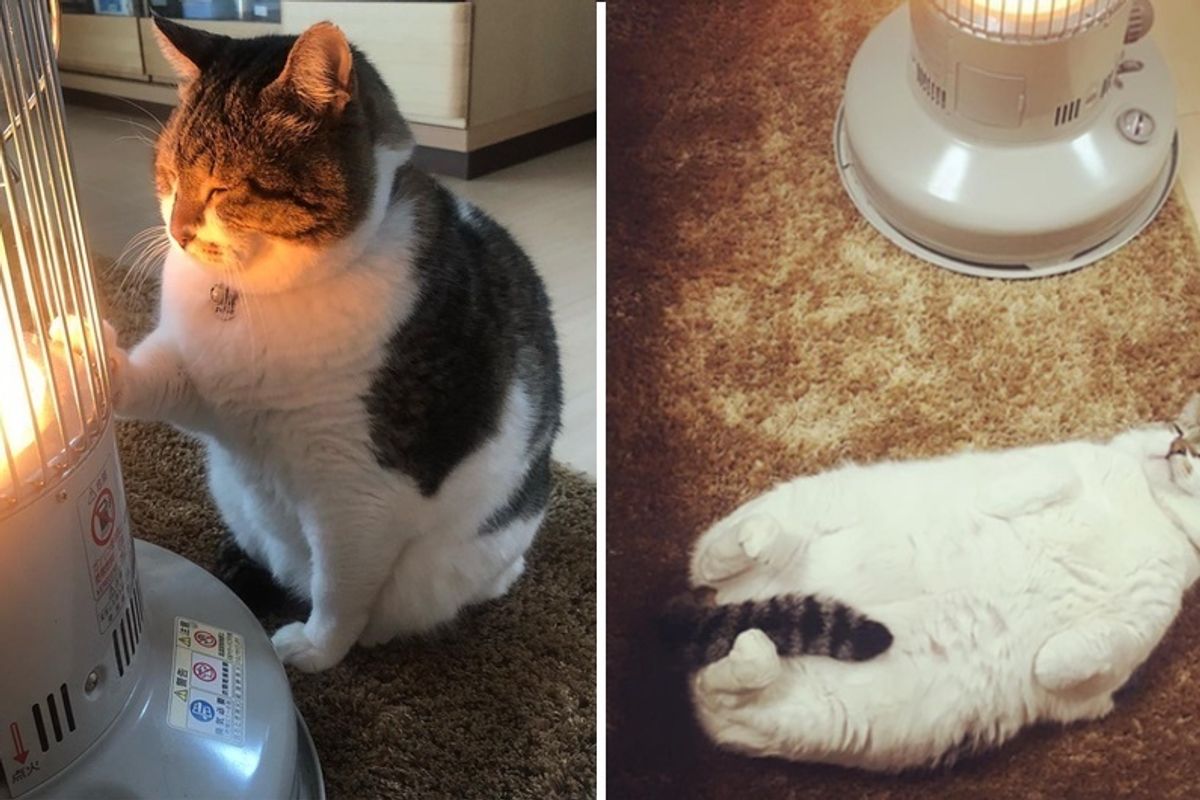 Cat Falls Asleep to Warmth of a Heater Every Day During Winter in These Adorable Photos.