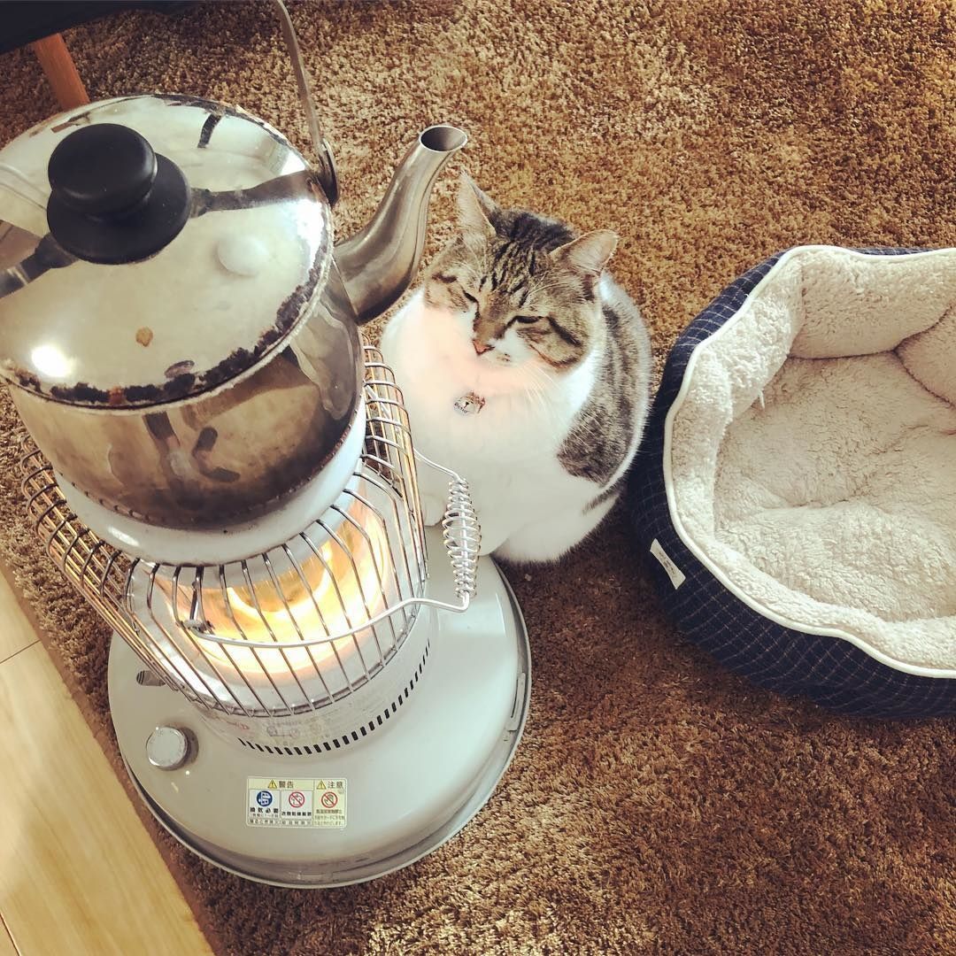 heater for cat