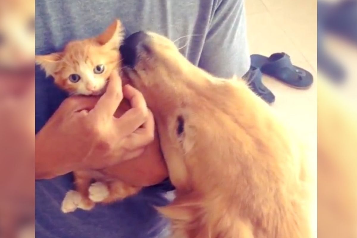 Dog Adopts Street Kitten As Her Own and Raises Him To be the Happiest Cat.