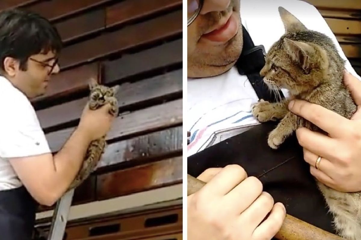 Man Saves Kitten Trapped Inside Store Facade and Knows Just the Right Home for Him