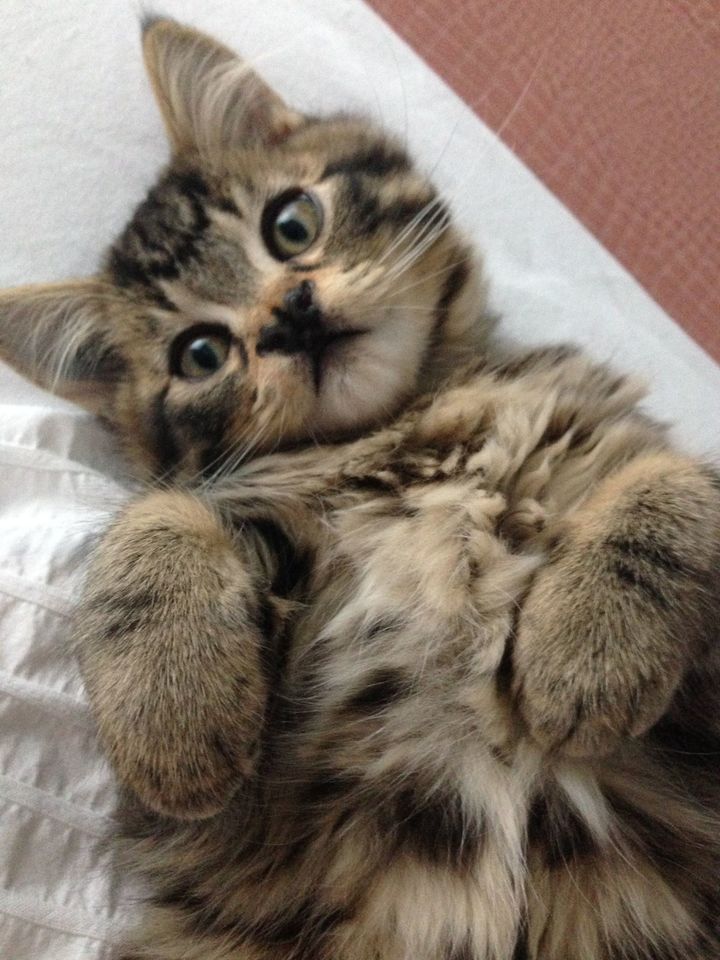 Kitten Born with the Sweetest Butterfly-shaped Nose Blossoms into a Majestic Fluffy Cat