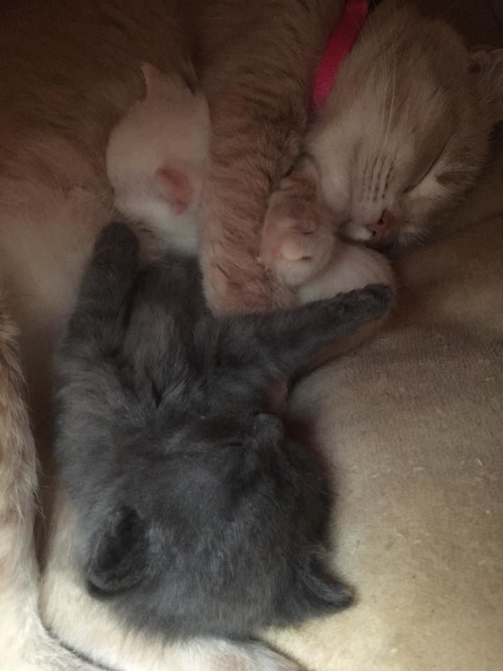 Rescue Cat Became Mom To Abandoned Kittens, They Saved Each Other ...