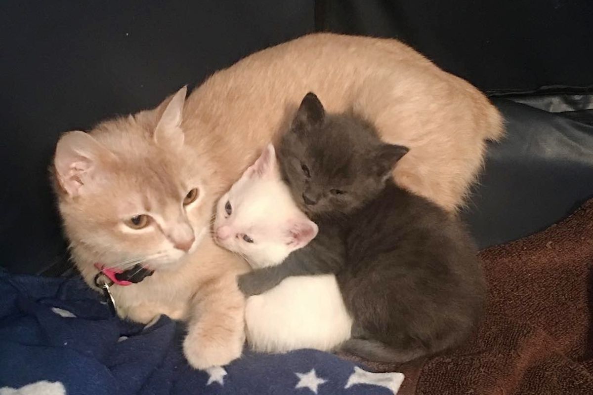 Rescue Cat Became Mom to Abandoned Kittens, They Saved Each Other.