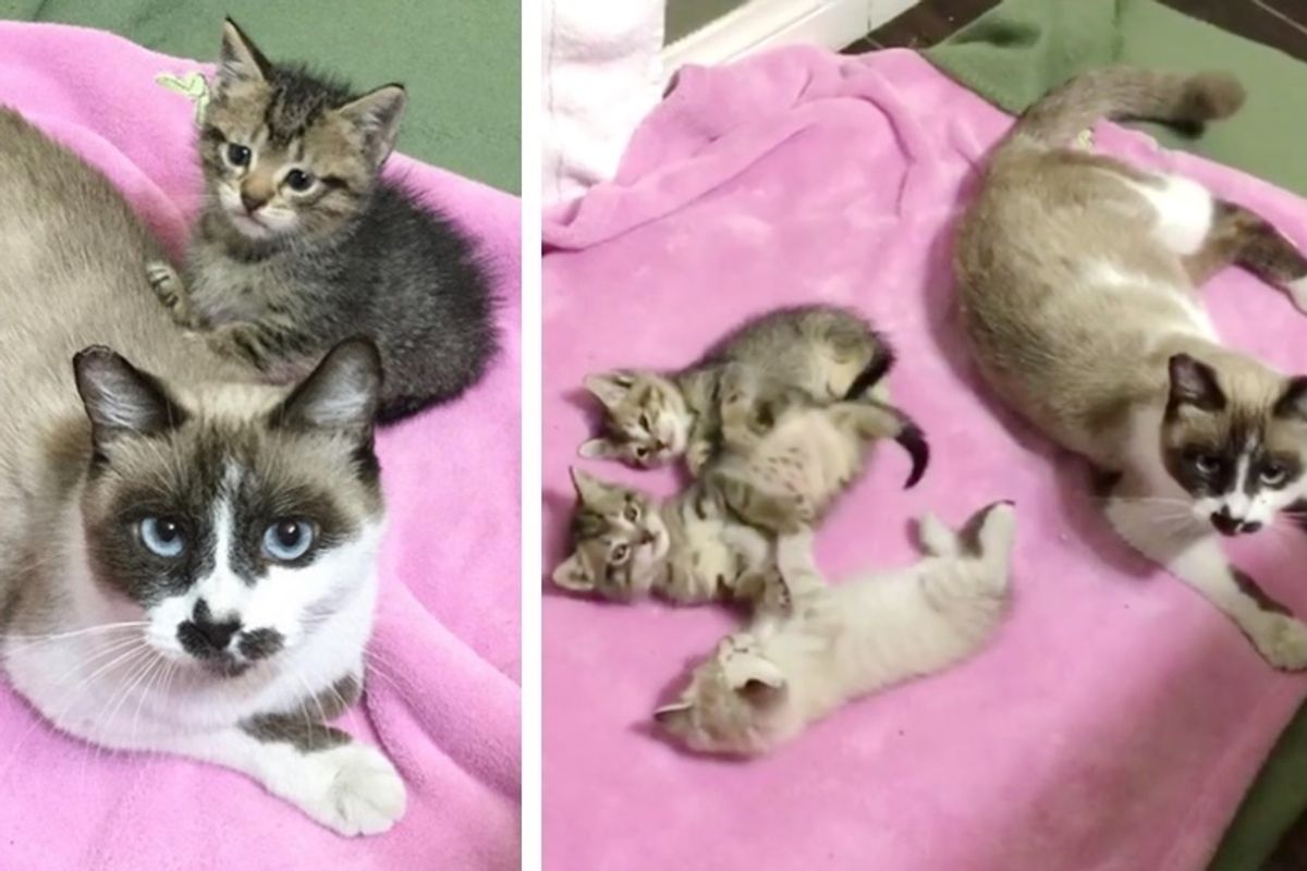 Man Saves Cat From the Streets and Searches for Hours to Find Her Kittens.