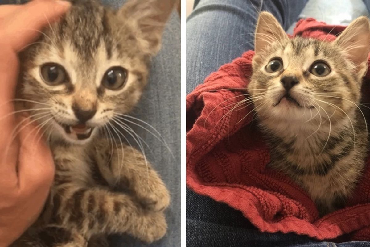 Tripod Cat Abandoned Outside Shelter Was Terrified Until She Found Someone She Loves.