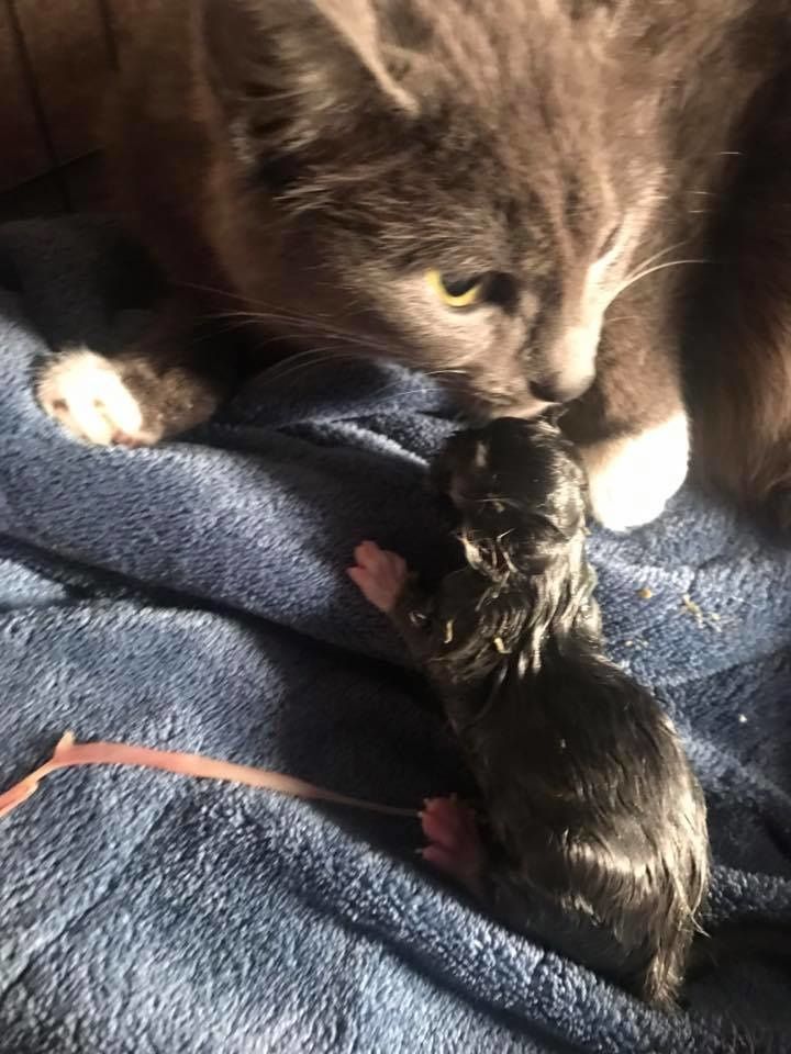 Woman Saves Pregnant Cat From Bitter Cold and Gets Her Help Seconds Before the Kitty Goes into