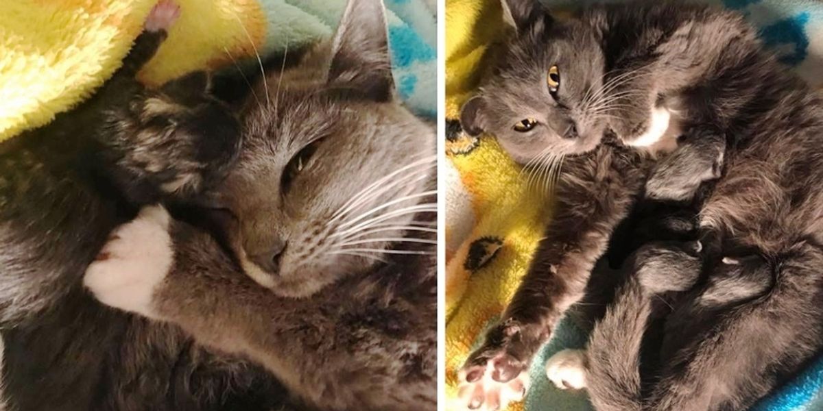Woman Saves Pregnant Cat From Bitter Cold and Gets Her Help Seconds