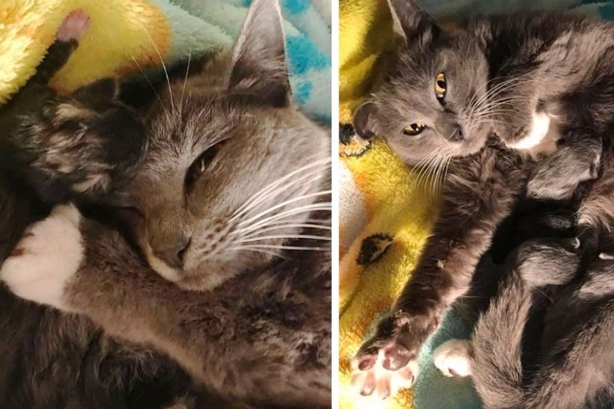 Woman Saves Pregnant Cat From Bitter Cold and Gets Her Help Seconds Before the Kitty Goes into Labor.