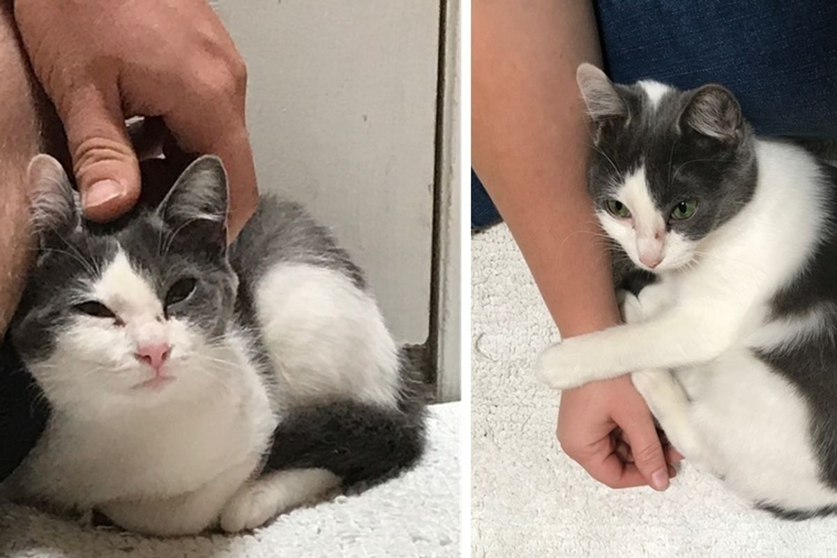 Cat Found at Construction Site Was Terrified Until She Met a Couple Who Showed Her Love.