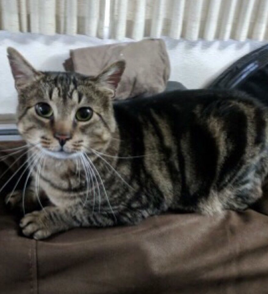 purrfect pals cat sanctuary