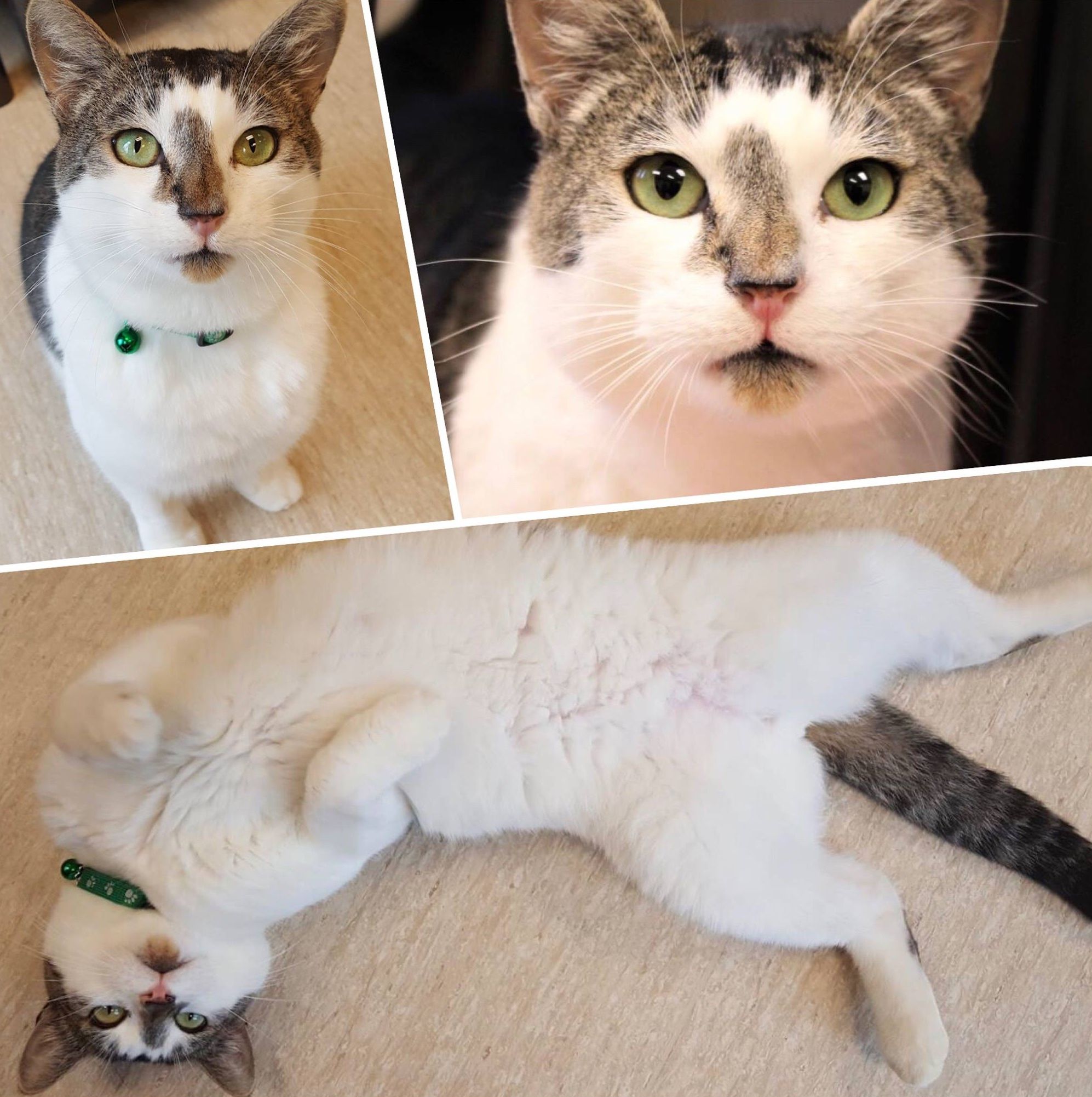 purrfect pals cat sanctuary