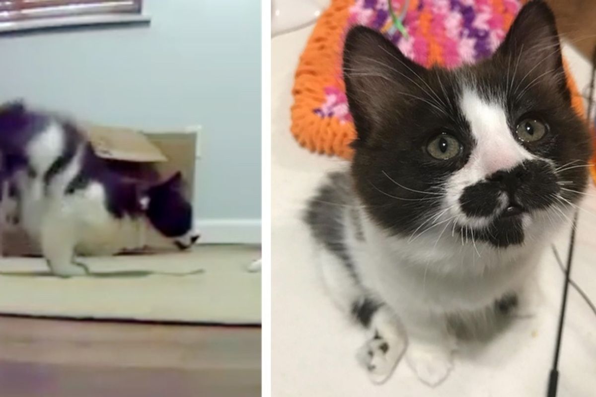 2 Kitten Siblings Born with Perfectly Imperfect Legs, Let Nothing Slow Them Down.