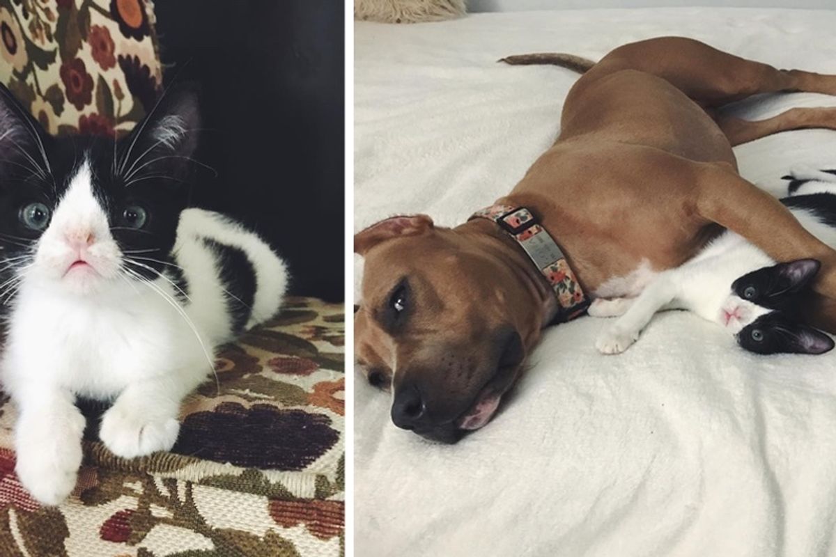 Kitten Born Special Gets a Second Chance and Finds Dog Buddy to Cuddle with Every Day.