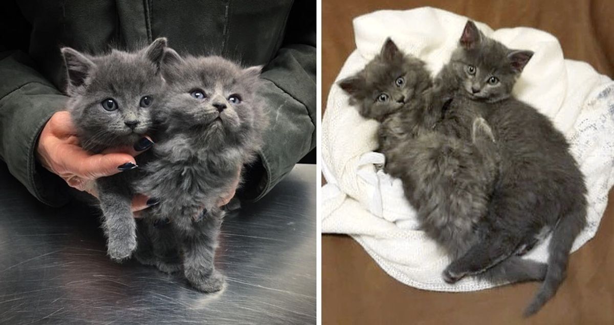 2 Kitten Brothers Won't Stop Cuddling After Being Saved From the Roof of a Shed.