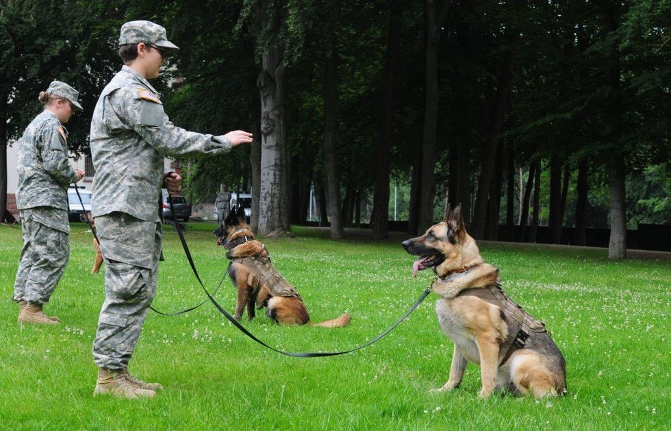 11 steps to turning a puppy into a badass military working dog ...
