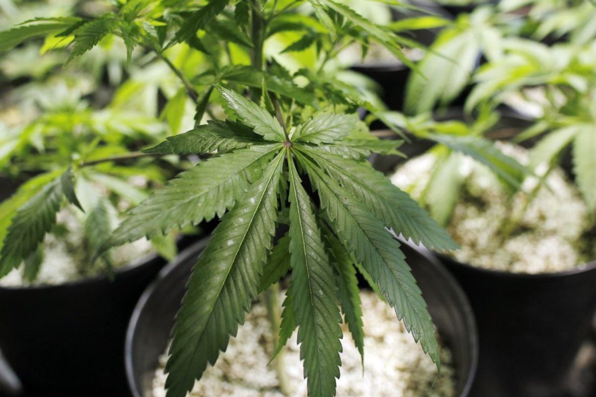 The Economic Benefits Of Legalizing Marijuana