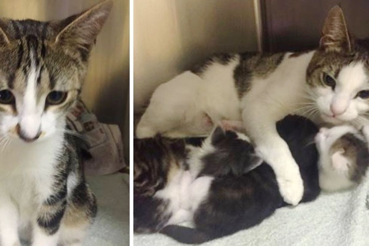 Mom and Dad Cats Found With Their Kittens Abandoned in a Park - Cuddling and Keeping Their Babies Safe.