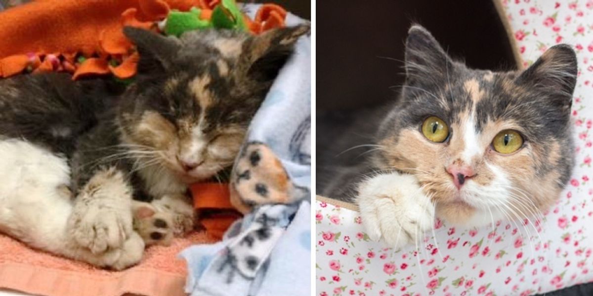 Calico Cat Found &quot;Frozen to the Ground&quot; Brought Back to