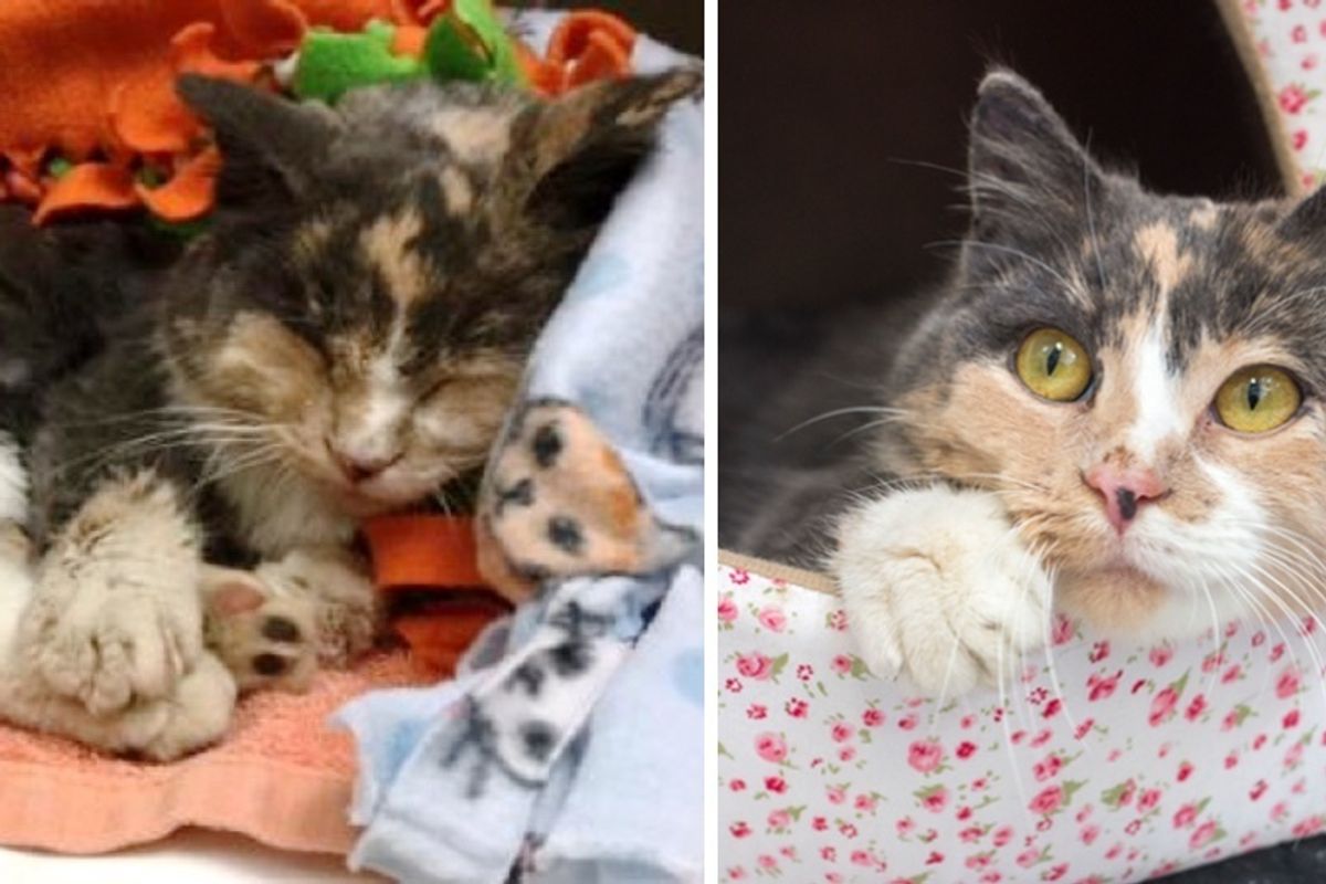 Calico Cat Found "Frozen to the Ground" Brought Back to Life and Eager to Be Loved.