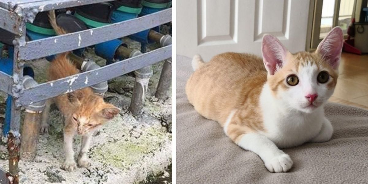 Scrawny Homeless Cat Walks Up to Man, Meowing Loudly for Food - Won't Let Him Go. - Love Meow