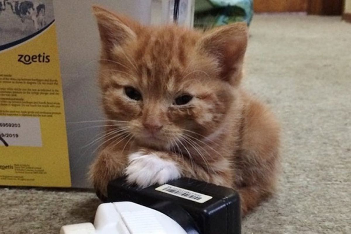 Kitten Who Stays Forever Tiny in Size, Is So Happy to Be Loved After Finding a Home.