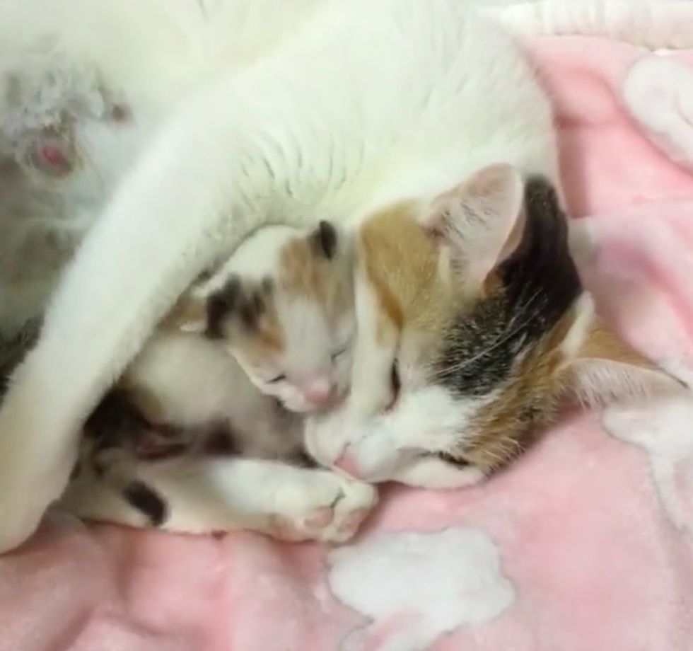 Cat Mama And Her Only Kitten Saved From Shelter She Can T Stop Hugging Her Baby Love Meow