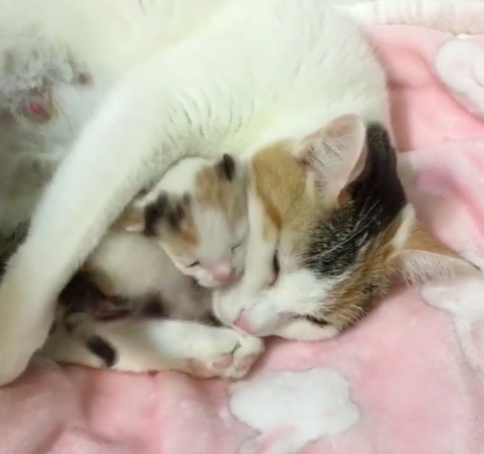 Cat Mama And Her Only Kitten Saved From Shelter She Can T Stop Hugging Her Baby Love Meow Cat Mama And Her Only Kitten Saved From Shelter She Can T Stop Hugging Her Baby Love Meow