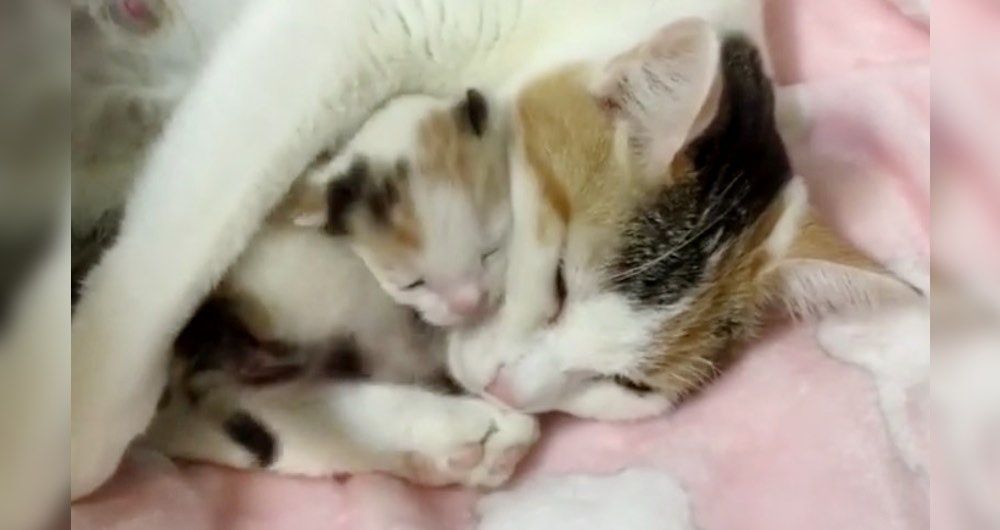 Mama cat and baby 2024 kitten