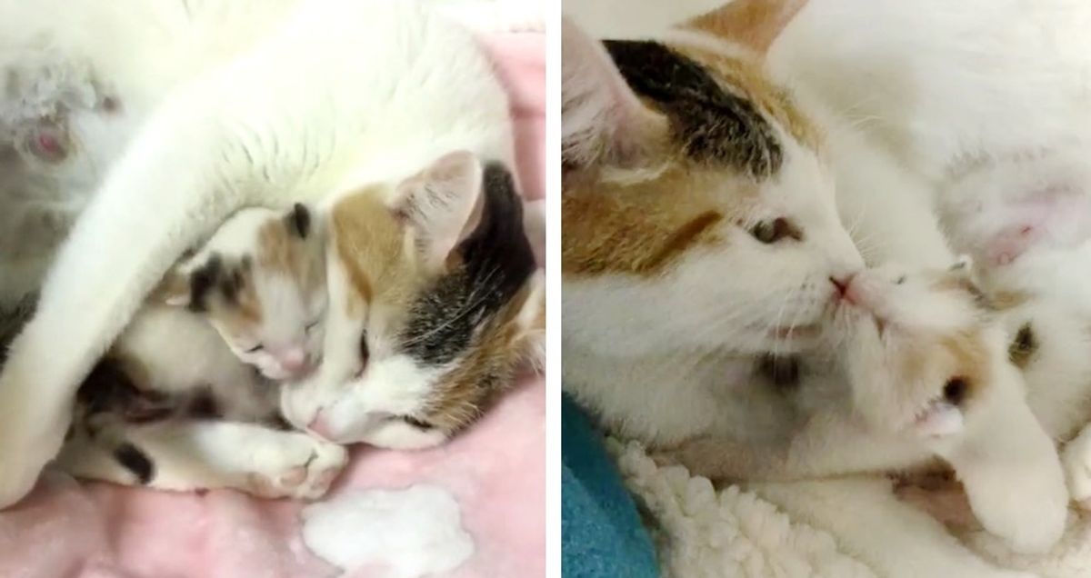 Mamma Gatta Sposta Solo Un Gattino