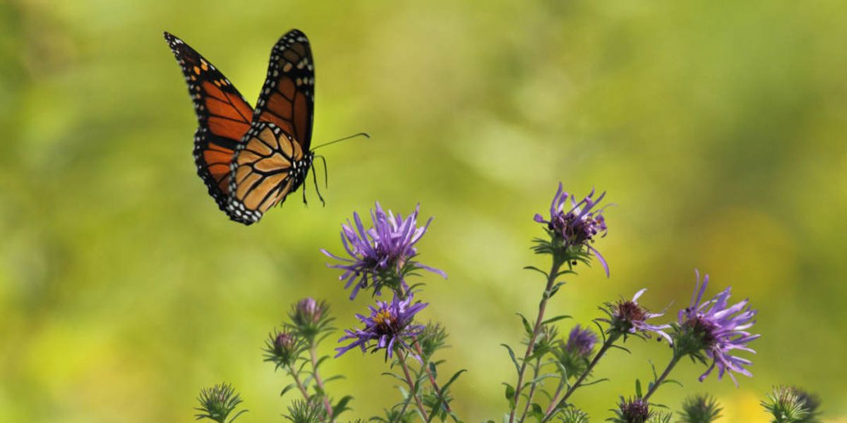 Controversial weedkiller could spell big trouble for monarch butterflies: Report