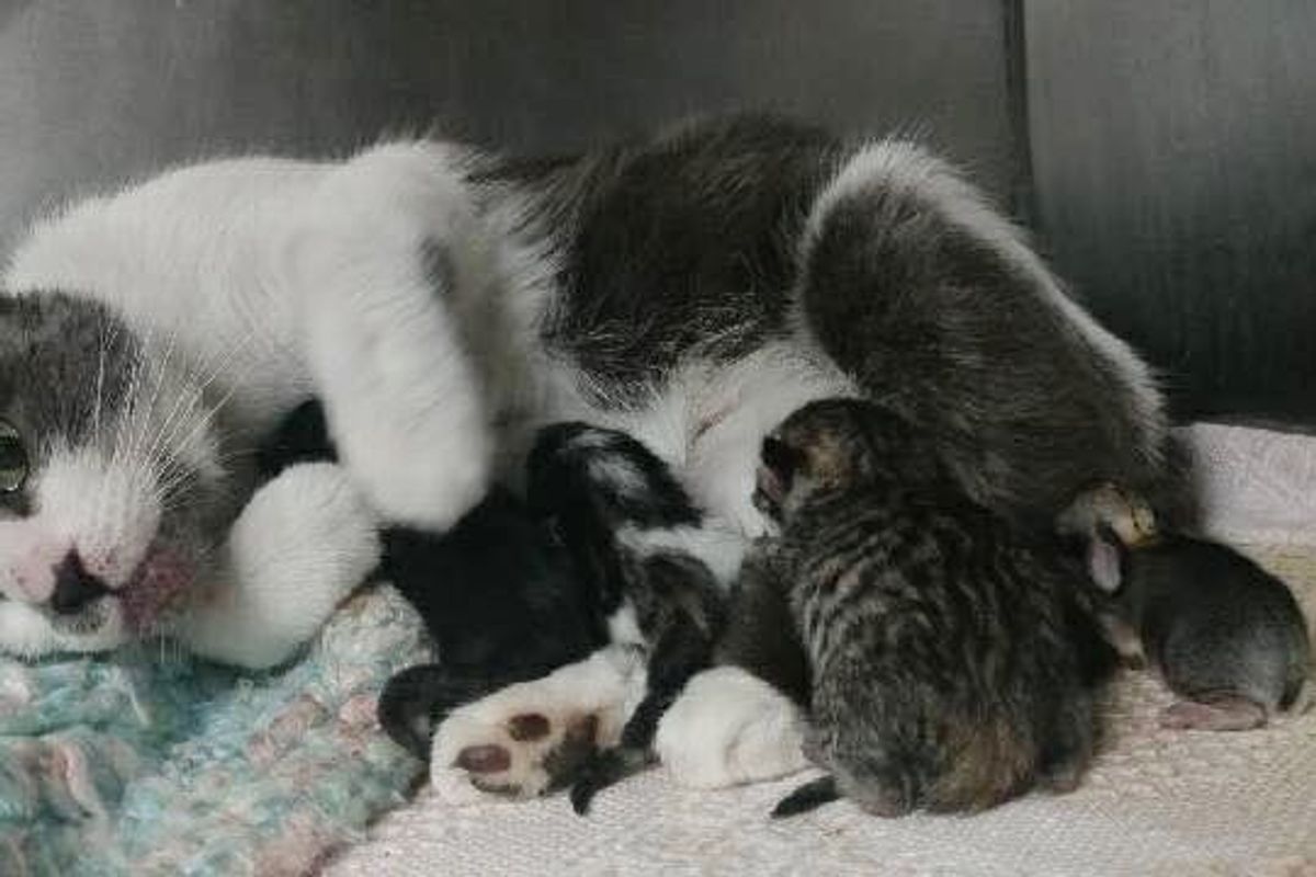 Rescue Cat Mama Takes in an Orphaned Bunny and Saves His Life.