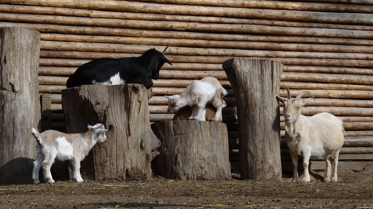 8 Reasons That Goats Are The G.O.A.T.