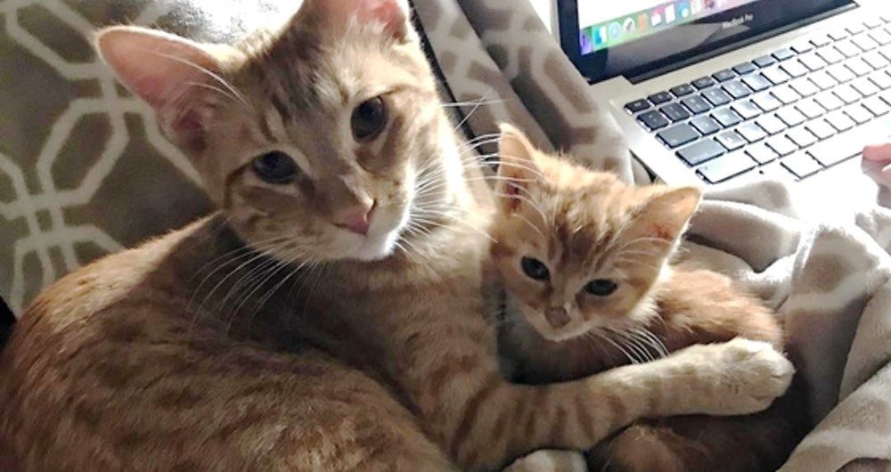 Ginger Cat Becomes Substitute Dad To 4 Foster Kittens Who Are In Need 