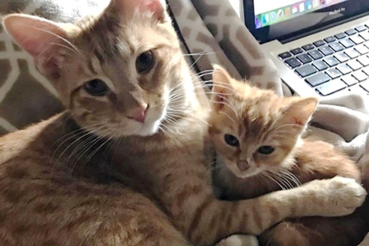Ginger Cat Becomes Substitute Dad to 4 Foster Kittens Who are In Need of Love.