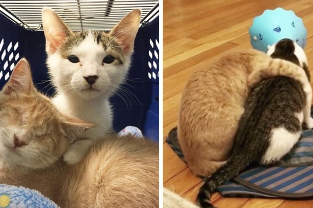 Woman Saves Blind Cat From Shelter and Comes Back to Find His Brother.