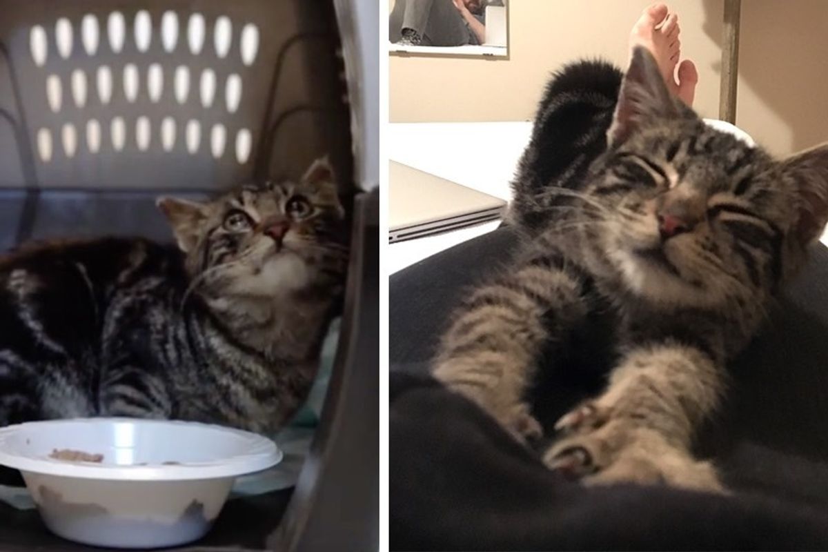Street Cat Goes From Timid to Cuddly After Finding a Place to Call His Own.