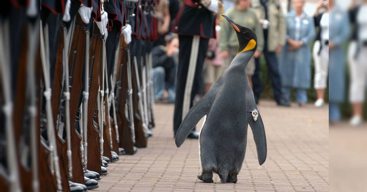 penguin knighthood