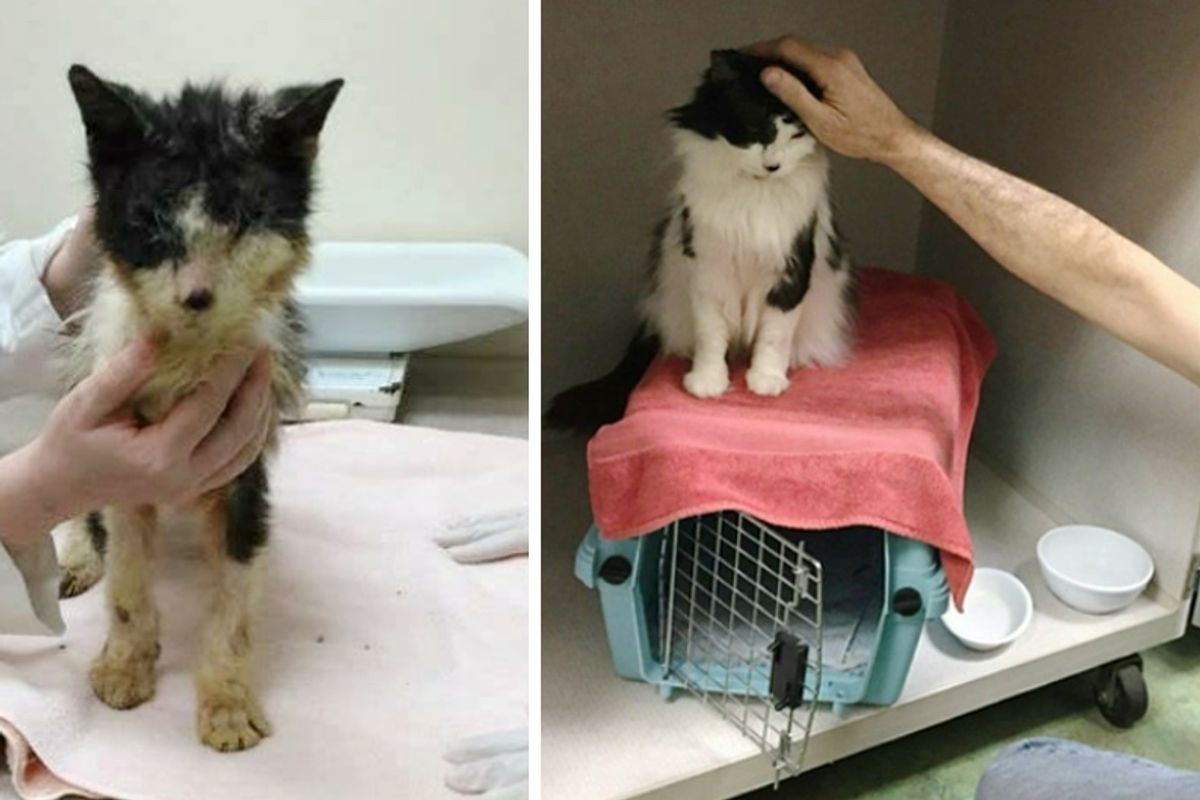 Cat Lived Most His Life in a Carrier, Gets Help to See and Finds Someone to Love.