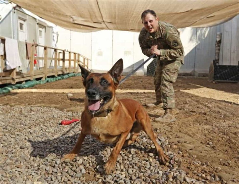 A Brief History Of Dogs In Warfare Americas Military A Brief History Of Dogs In Warfare
