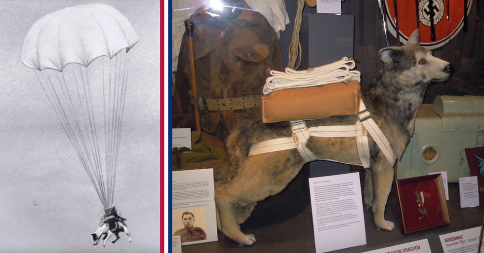 Dog paratroopers jumped into combat on DDay Americas Military