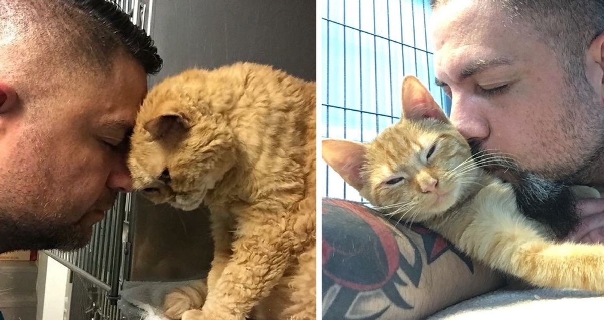Man Has Best Job Where He Saves Cats and Kittens and Gives the 